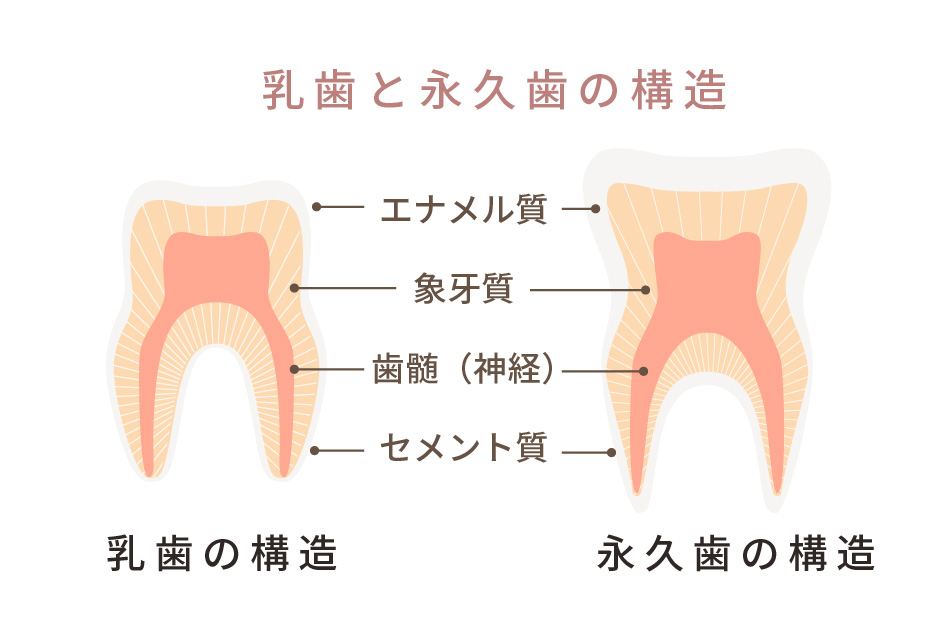 乳歯と永久歯の構造